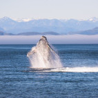 Humpback whale in Great Bear Rainforest, Canada.
