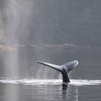 Humpback whale in Great Bear Rainforest, Canada.