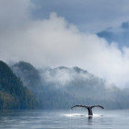 Humpback whale in Great Bear Rainforest, Canada.