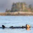 Sea otter in Great Bear Rainforest, Canada.