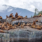 Sealion in Great Bear Rainforest, Canada.