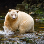 Spirit bear in Great Bear Rainforest, Canada.