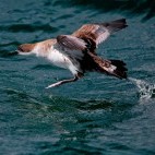 Great shearwater in Bay of Fundy, Canada