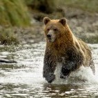 Grizzly bear in British Columbia, Canada