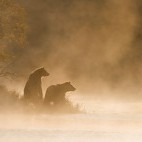 Grizzly bear in British Columbia, Canada