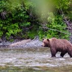 Grizzly bear in Canada.