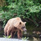 Grizzly bear in Canada.