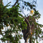 American bald eagle in Haida Gwaii, Canada