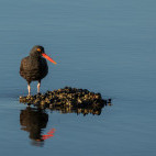 Black oystercatcher in Haida Gwaii, Canada