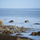 Great blue heron in Haida Gwaii, Canada