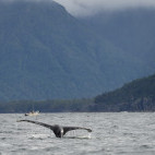 Humpback whale tail in Haida Gwaii, Canada