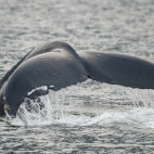 Humpback whale tail in Haida Gwaii, Canada