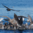 Heerman's gulls in Canada.