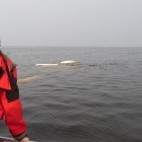 Beluga whale in Hudson Bay, Canada.