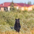 Brown bear in Hudson Bay, Canada.