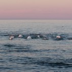 Beluga whale in Hudson Bay, Canada.