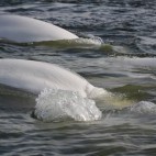 Beluga whale in Hudson Bay, Canada.