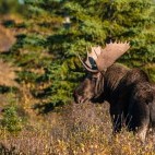 Moose in Hudson Bay, Canada.