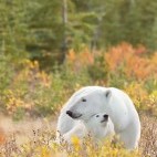Polar bear in Hudson Bay, Canada.