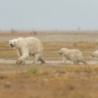 Polar bear and cubs in Hudson Bay, Canada.