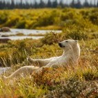Polar bear in Hudson Bay, Canada.