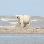Polar bear in Hudson Bay, Canada.
