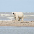 Polar bear in Hudson Bay, Canada.