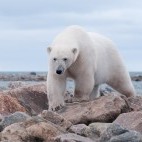 Polar bear in Hudson Bay, Canada.