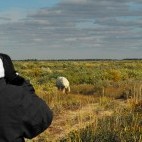Polar bear in Hudson Bay, Canada.