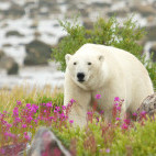 Polar bear in Canada