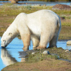 Polar bear in Canada