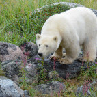 Polar bear in Canada