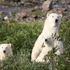 Polar bear in Hudson Bay, Canada.