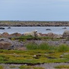 Polar bear in Hudson Bay, Canada.