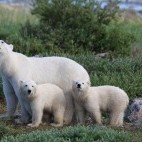 Polar bear in Hudson Bay, Canada