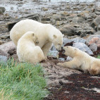 Polar bear in Canada