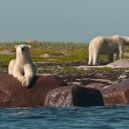 Polar bear in Hudson Bay, Canada.