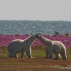 Polar bear in Hudson Bay, Canada.