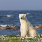 Polar bear in Hudson Bay, Canada.