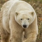 Polar bear in Hudson Bay, Canada.