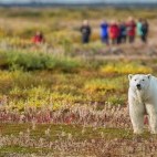 Polar bear in Hudson Bay, Canada.
