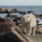 Polar bear in Hudson Bay, Canada.