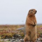 Sik sik in Hudson Bay, Canada.