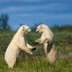 Polar bear in Hudson Bay, Canada.