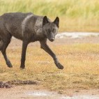 Wolf in Hudson Bay, Canada.