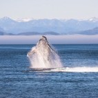 Humpback whale breaching near Vancouver Island, Canada.