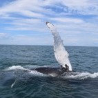 Humpback whale fin in New Brunswick, Canada