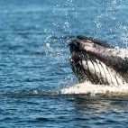 Humpback whale off the coast of Newfoundland, Canada