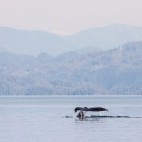 Humpback whale tail in Johnstone Strait near Vancouver Island, Canada