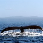 Humpback whale tail off the coast of Newfoundland, Canada